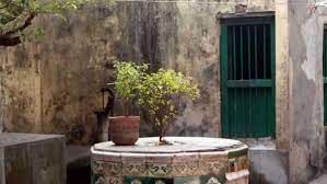 Learn the benefits of Tulsi, Learn benefits , Tulsi, energy  home, There are five types of Tulsi: