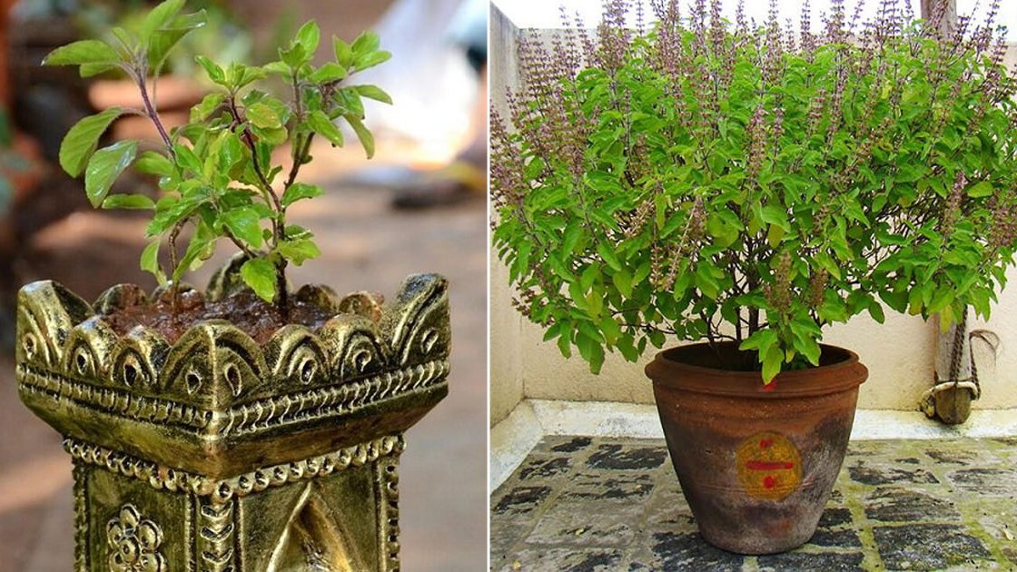 Learn the benefits of Tulsi, Learn benefits , Tulsi, energy  home, There are five types of Tulsi: