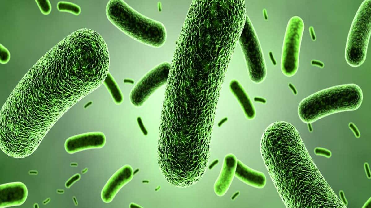 Tansania, Marburg virus , Internal bleeding , WHO warning