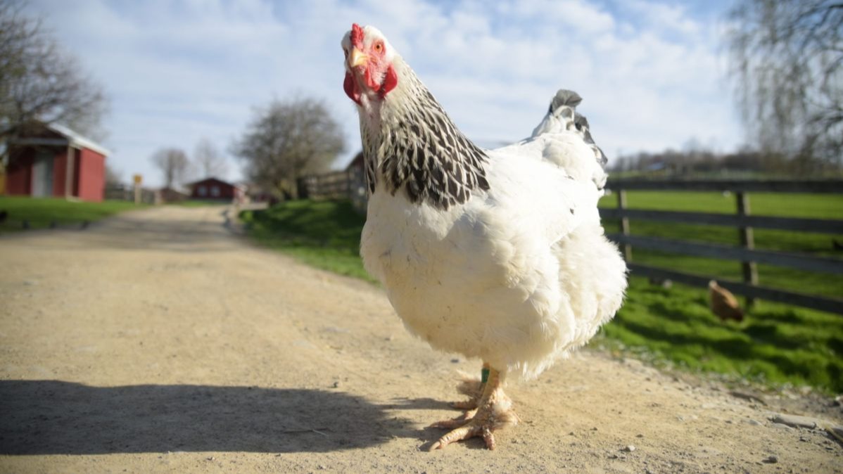 બાયોમાસ ઇંધણ, ઇંધણ, ગ્રીનહાઉસ ગેસો, રિસર્ચ, મરઘી