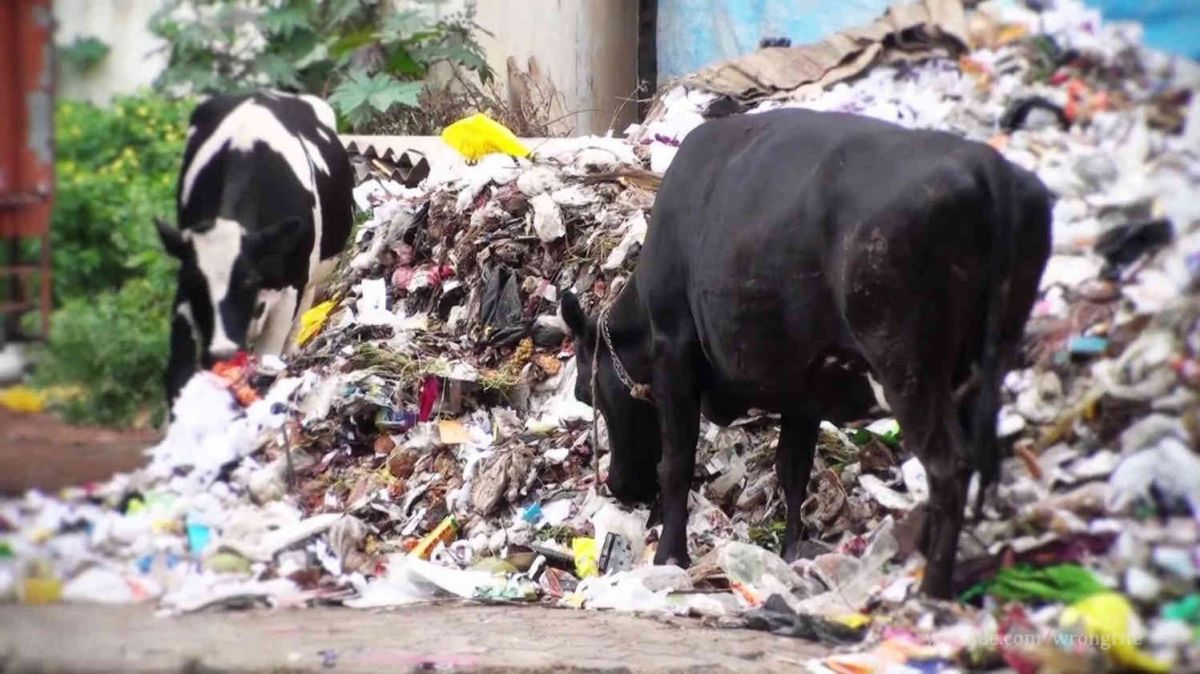 પ્લાસ્ટિક, બેગ, વોલ્ટનો બલ્બ, પર્યાવરણ, પૃથ્વી
