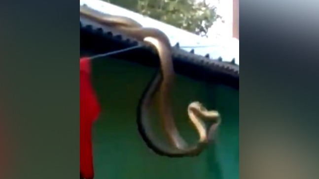 Shocking Video, Nag-Nagin amazing feats, social media, social media viral video, amazing video, viral news, latest news, gujarati news, dangerous acts, cobras